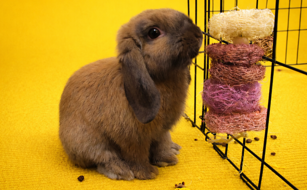 bunny with safe, natural chew toy