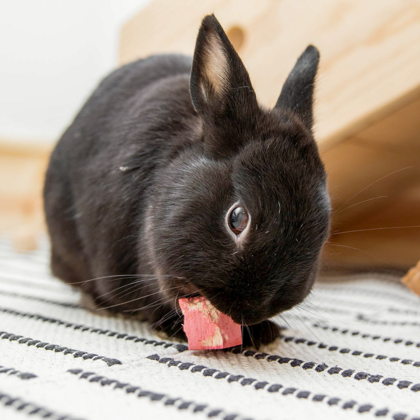 Black rabbit chewing on Fun4Bunnies wood chew toy.