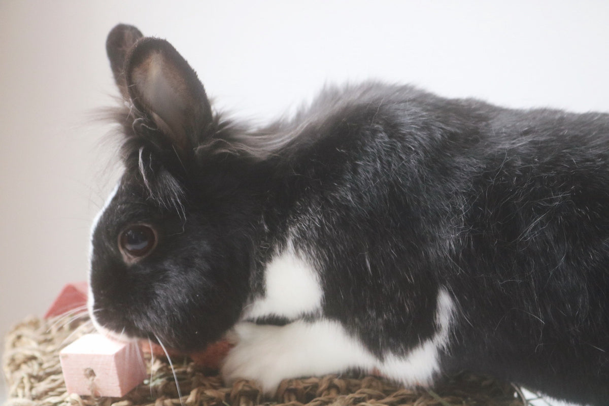 **New** Fruity Fun HAY Mat