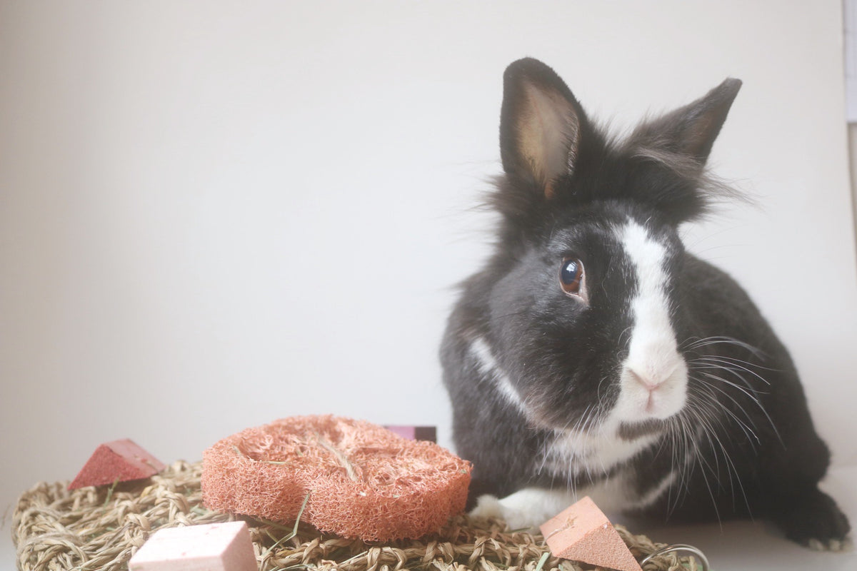 **New** Fruity Fun HAY Mat