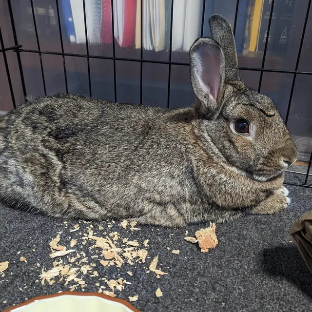 20 of The Original Flavored Balsa Blocks