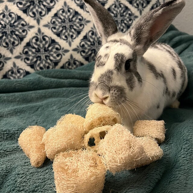 Fruit Flavored Loofah Chips 10 Pack Chew Toys