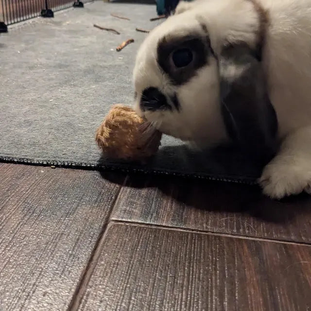 Fruit Flavored Loofah Chips 10 Pack Chew Toys