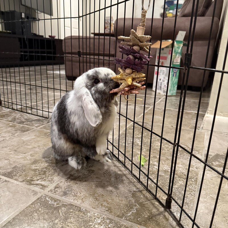 Fun4Bunnies showing rabbit chewing on Falling Stars Kabob chew toy