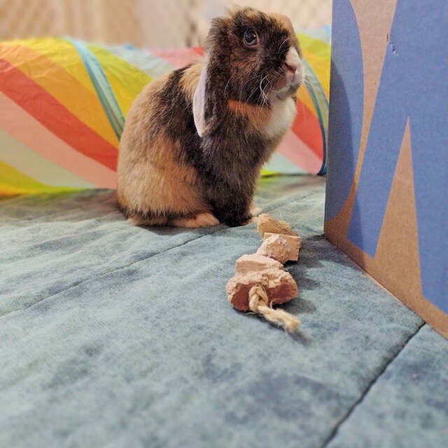 Fun4Bunnies flavored balsa chew toy for small pets flavored with banana, apple, blueberry and grape