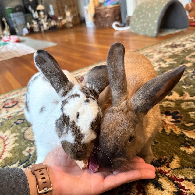 Tiny Flavored Balsa Triangles (Pkg of 20)