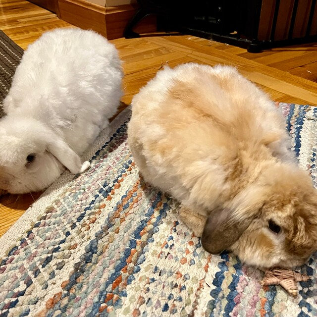 Bunnies with stargazing Snacks