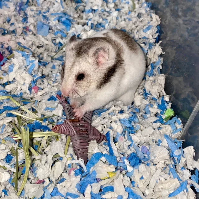 Stargazing Snack (5 Pack Vine Stars)